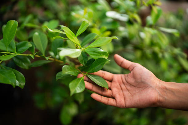 Professional Tree Services in Lincoln Village, OH