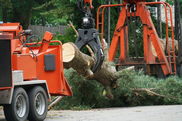 Best Root Management and Removal  in Lincoln Village, OH