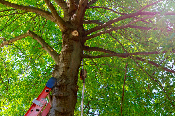 Best Emergency Tree Removal  in Lincoln Village, OH